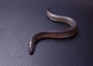 水タバコで仲間との一体感が増す