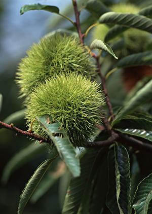 岡山木村屋グループのOKF株式会社｜幅広いパン製品と人と街をつなぐ企業のご紹介