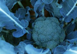 池袋西口で新鮮な海鮮と多彩な飲み放題を楽しむ！磯丸水産池袋西口店の魅力と詳細情報